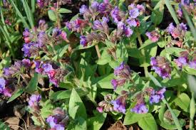 Attēlu rezultāti vaicājumam “Pulmonaria angustifolia leaf”