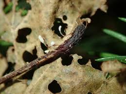 Attēlu rezultāti vaicājumam “Typhula setipes”