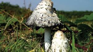 Image result for coprinus