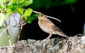 Image result for Locustella fluviatilis