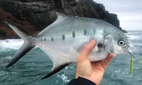 Image result for Calamus bajonado