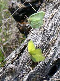 Attēlu rezultāti vaicājumam “Gonepteryx rhamni male”