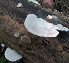 Attēlu rezultāti vaicājumam “Postia undosa”