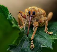 Attēlu rezultāti vaicājumam “Curculio nucum”