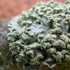 Attēlu rezultāti vaicājumam “Physcia tenella”