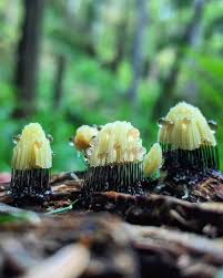 Attēlu rezultāti vaicājumam “Stemonitis fusca young”