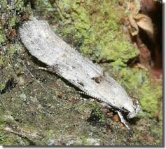 Attēlu rezultāti vaicājumam “Carpatolechia alburnella”