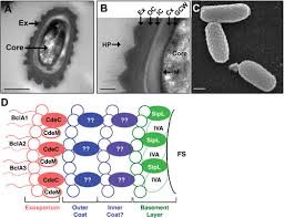 Attēlu rezultāti vaicājumam “Enteridium variabile spores”
