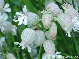 Image result for Silene vulgaris