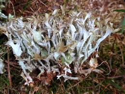 Attēlu rezultāti vaicājumam “Cetraria islandica”