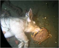 Image result for Metacarcinus magister