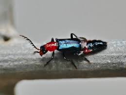 Attēlu rezultāti vaicājumam “Malachidae”