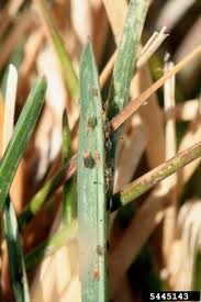 Attēlu rezultāti vaicājumam “Bryobia praetiosa”