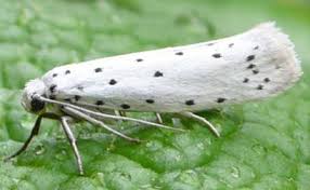 Attēlu rezultāti vaicājumam “Yponomeuta malinellus / cagnagella imago”