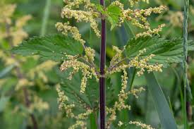 Attēlu rezultāti vaicājumam “Urtica dioica flower”
