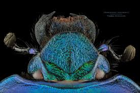 Attēlu rezultāti vaicājumam “Trypocopris vernalis”