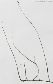 Attēlu rezultāti vaicājumam “Carex chordorrhiza fruit”