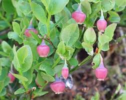 Attēlu rezultāti vaicājumam “Vaccinium myrtillus flower”