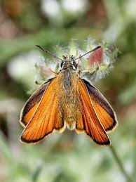 Attēlu rezultāti vaicājumam “Thymelicus sylvestris underside”