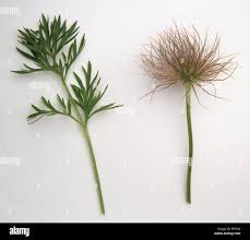 Attēlu rezultāti vaicājumam “Pulsatilla pratensis leaf”