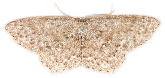 Attēlu rezultāti vaicājumam “Cyclophora pendularia”