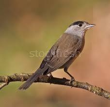 Attēlu rezultāti vaicājumam “Sylvia atricapilla”