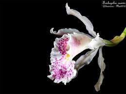 Attēlu rezultāti vaicājumam “Trichia ambigua”