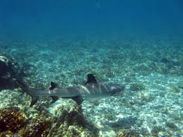 Image result for Rhizoprionodon longurio