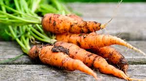 Image result for Möhren