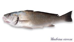 Image result for Umbrina cirrosa