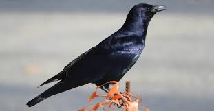 Attēlu rezultāti vaicājumam “Corvidae”