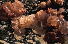 Attēlu rezultāti vaicājumam “Neobulgaria pura”