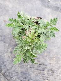 Image result for Artemisia gmelinii