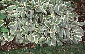 Attēlu rezultāti vaicājumam “Symphytum grandiflorum”