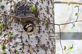 Attēlu rezultāti vaicājumam “Dryocopus martius nest”