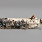 Attēlu rezultāti vaicājumam “Hedya salicella”