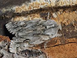 Attēlu rezultāti vaicājumam “Brachionycha nubeculosa”