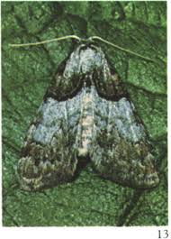 Attēlu rezultāti vaicājumam “Leucodonta bicoloria imago”