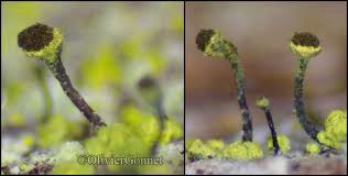 Attēlu rezultāti vaicājumam “Chaenotheca chrysocephala”