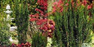 Attēlu rezultāti vaicājumam “Taxus baccata male flower”