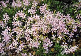 Image result for Silene schafta