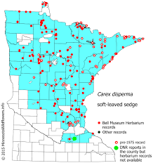 Attēlu rezultāti vaicājumam “Carex disperma”