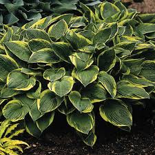 Image result for Hosta fortunei albomarginata