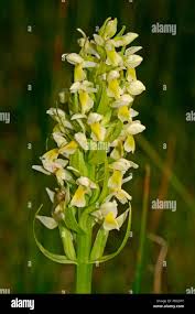 Attēlu rezultāti vaicājumam “Dactylorhiza ochroleuca flower”