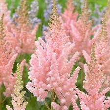 Attēlu rezultāti vaicājumam “Astilbe chinensis”