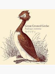 Attēlu rezultāti vaicājumam “Podiceps cristatus”