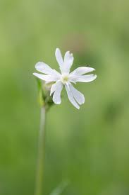 Attēlu rezultāti vaicājumam “Silene latifolia subsp. alba flower”