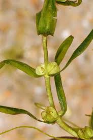 Attēlu rezultāti vaicājumam “Callitriche cophocarpa”