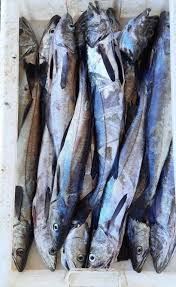 Image result for Merluccius merluccius