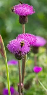 Attēlu rezultāti vaicājumam “Cirsium heterophyllum flower”